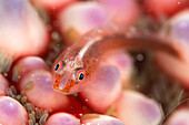 Common ghost goby