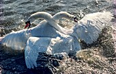 Two male mute swans fighting