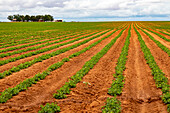 Peanut farm