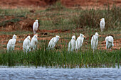 Cattle egrets