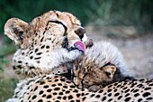 Female cheetah and cub