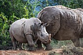 White rhino calf beside its mother