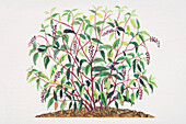 Pokeweed, illustration