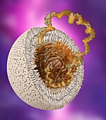 mRNA in lipid nanoparticles, conceptual illustration