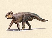 Leptoceratops dinosuar, illustration