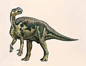 Muttaburrasaurus dinosaur, illustration