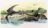 Pterosaur flying reptiles, illustration