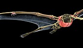 Quetzalcoatlus pterosaur skeleton, illustration