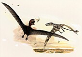 Pterosaur flying reptiles, illustration