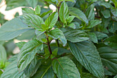 Basil (Ocimum basilicum)