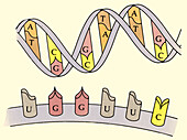 DNA and RNA, illustration