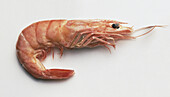 Cooked prawn