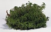 Spaghnum moss