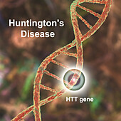 Huntington's disease, conceptual illustration