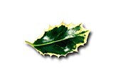 Holly leaf