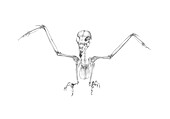 Kite skeleton, illustration