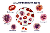 Blood cells, illustration