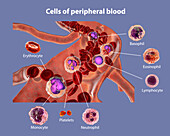 Blood cells, illustration