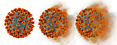 Covid-19 coronavirus, conceptual illustration