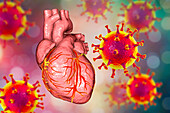 Covid-19 viruses affecting the heart, illustration