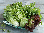 Basket with various salads - iceberg, romaine, oak leaf