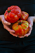 A woman holding freshly harvested beefsteak tomatoes