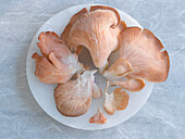 Fresh rose mushrooms (pink oyster mushrooms)