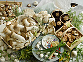 An arrangement of various cultivated mushrooms