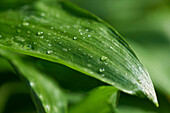 Wild garlic (ramp) leaf with water drop