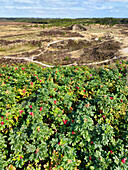 Hagebuttenstrauch in Heidelandschaft an der Nordseeküste, Dänemark