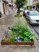 Urban gardening in Brussels, Belgium