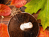A mushroom surrounded by autumn leaves