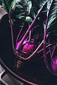 Close up of purple kohlrabi fresh from the garden