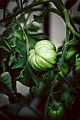 Eine grüne Heirloom-Tomate in einem Gewächshaus