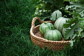 A group of round zucchinis in a garden basket