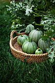 A groups of round squash in a basket