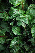 Rote-Bete-Blätter im Gartenbeet