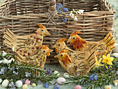 Baked, hearty Easter chicken made of shortcrust pastry, with baked-in rosemary