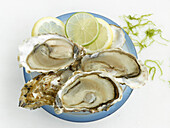 Geöffnete Austern mit Zitronen- und Limettenspalten
