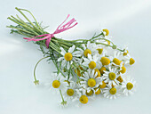 A bouquet of camomile flowers