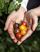Hände halten frisch geerntete Tomaten