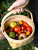 Hand holds a basket with freshly harvested tomatoes