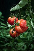 Drei rote Tomaten an der Pflanze