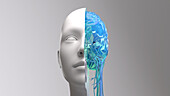Human head and brain, illustration