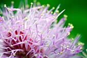 Mimosa pudica flower