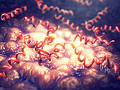 Treponema pallidum syphilis bacteria, illustration