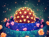 Coronavirus variant strains, conceptual illustration