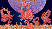 LDL particle binding to a receptor, illustration