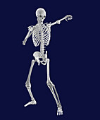 Skeleton boxing, illustration