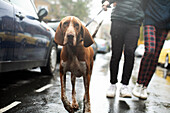 Couple walking dog on rainy street